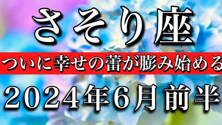 さそり座♏︎2024年6月前半 幸せの蕾が膨らむ始める　Scorpio tarot reading✴︎June 2024