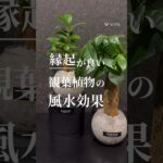 【めっちゃ縁起の良い植物】運気アップ間違いなし☝️#観葉植物 #観葉植物インテリア #観葉植物のある暮らし #観葉植物育て方 #ガジュマル #植物 #サンスベリア #パキラ #風水 #風水アイテム