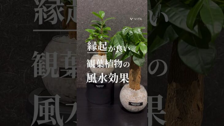 【めっちゃ縁起の良い植物】運気アップ間違いなし☝️#観葉植物 #観葉植物インテリア #観葉植物のある暮らし #観葉植物育て方 #ガジュマル #植物 #サンスベリア #パキラ #風水 #風水アイテム