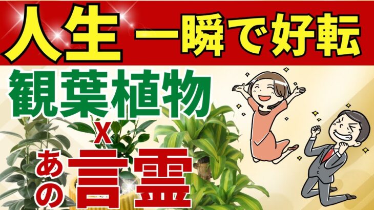 【観葉植物x言霊】運気が一気に好転！風水アドバイザーがご提案