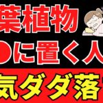 観葉植物で運気が落ちる！の嘘と本当【風水アドバイザーがご提案】