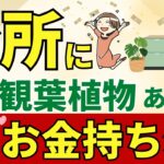 【キッチンに置くだけ金運アップ】おすすめ観葉植物を風水アドバイザーがご紹介