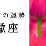 【蠍座💐7月の運勢】こんなさそり座見たことない！大大大変革を遂げる夏🦋✨2024年下半期タロット占い