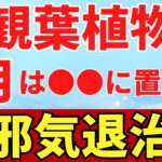 7月の観葉植物で強力邪気祓い【風水アドバイザーが解説】