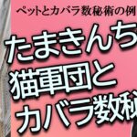 【ペットのカバラ数秘術の運命数はどうなる？】たまきの家の猫軍団の性格を教えます【占い】（2024/7/14撮影）