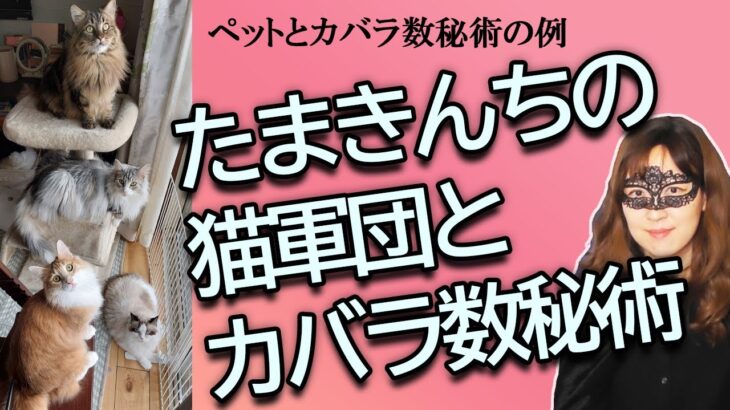 【ペットのカバラ数秘術の運命数はどうなる？】たまきの家の猫軍団の性格を教えます【占い】（2024/7/14撮影）