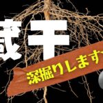 【四柱推命】蔵干★深掘りします#四柱推命 #蔵干