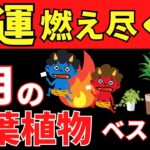 悪運を一掃する8月の観葉植物ベスト6【風水アドバイザーが解説】