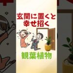 玄関に置くと幸運を招く観葉植物最強5選【風水アドバイザーがご紹介】#shorts