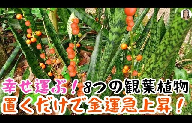 最強の風水観葉植物8選！リビングにコレ置くだけで、凄まじく金運上昇し、来年も運気最高潮！｜花子