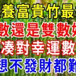 家裏養富貴竹，養幾根最旺財？風水大師提醒，凑對「幸運數」，3年賺10億！想不發財都難！  |一禪一悟 #風水 #運勢