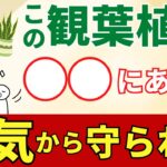 最強の邪気祓い観葉植物ベスト10【観葉植物風水アドバイザーが解説】