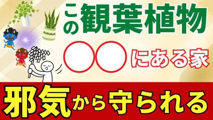 最強の邪気祓い観葉植物ベスト10【観葉植物風水アドバイザーが解説】