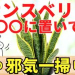 サンスベリアでお家の邪気全滅です【風水アドバイザーが解説】