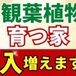 収入がドンドン増える！仕事運アップ観葉植物6選【風水アドバイザーが解説】