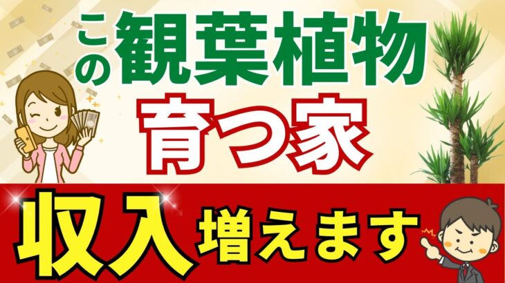 収入がドンドン増える！仕事運アップ観葉植物6選【風水アドバイザーが解説】