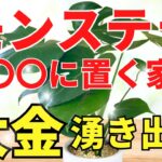 モンステラを●●に置くだけお金持ち【風水アドバイザーが解説】