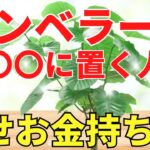 ウンベラータを●●に置くだけで幸せお金持ち【風水アドバイザーが解説】