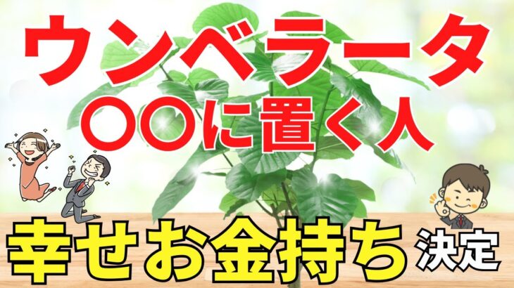 ウンベラータを●●に置くだけで幸せお金持ち【風水アドバイザーが解説】