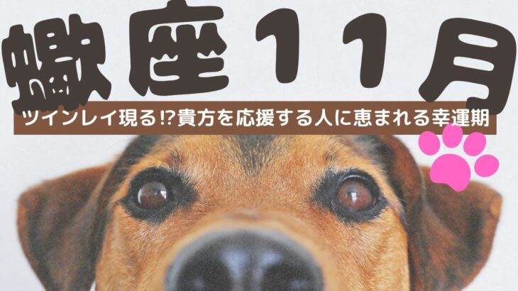 【蠍座2024年11月鳥肌】思う存分自分の世界に入り込んで！貴方はステキな人や周りに恵まれているのだから★貴方ならデキる😊いつもご視聴ありがと💕