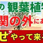 玄関の外やベランダに置くと幸せ運ぶ観葉植物ベスト10【風水アドバイザーが解説】