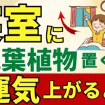 急激に運気アップします！寝室にこの観葉植物【風水アドバイザーが解説】