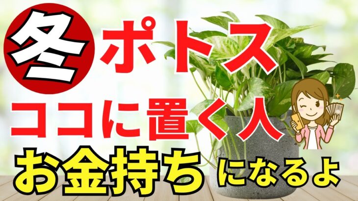 冬のポトスで金運アップ！置き場所とお手入れ【風水アドバイザーがご紹介】