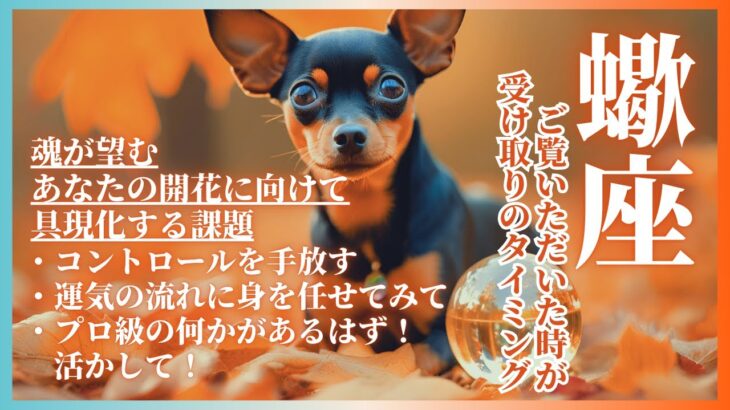 蠍座 さそり座 2024年 11月 8日UP分 魂が望むあなたの花を咲かせる為に具現化すること コントロールを手放す プロ級の何かを活かす タロットカード オラクルカード龍 龍神 ドラゴン