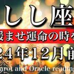 しし座♌︎2024年12月前半 心配しなくて良し🎊力を緩め運命の時を待つ💫Leo tarot  reading