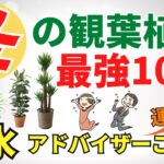 最強の冬の運気アップ観葉植物10選【風水アドバイザーがご紹介】