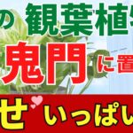 裏鬼門（南西）に置くだけで開運観葉植物！風水アドバイザーがご紹介