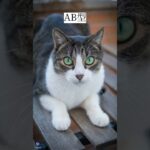 毎日０時更新！今日の血液型占い「恋愛運」と「金運」#血液型 #占い #恋愛 #金運 #ランキング #毎日 #恋人 #カップル #当たる #暇つぶし #お金 #運勢