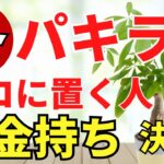 冬のパキラで金運アップ！置き場所とお手入れ【風水アドバイザーがご紹介】