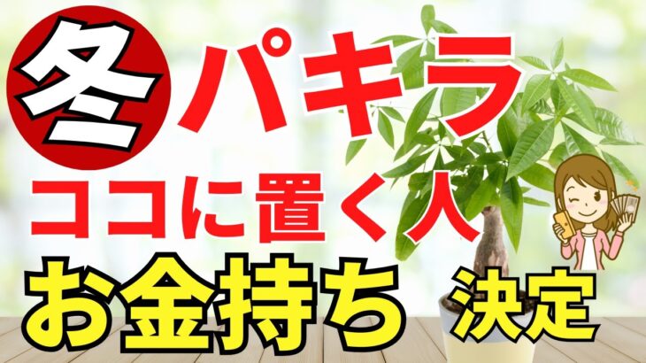 冬のパキラで金運アップ！置き場所とお手入れ【風水アドバイザーがご紹介】