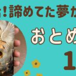 【乙女座】2025年1月♍️ 復活する‼️諦めかけた夢や願いが叶う✨ワクワクするチャンスが来る❗️