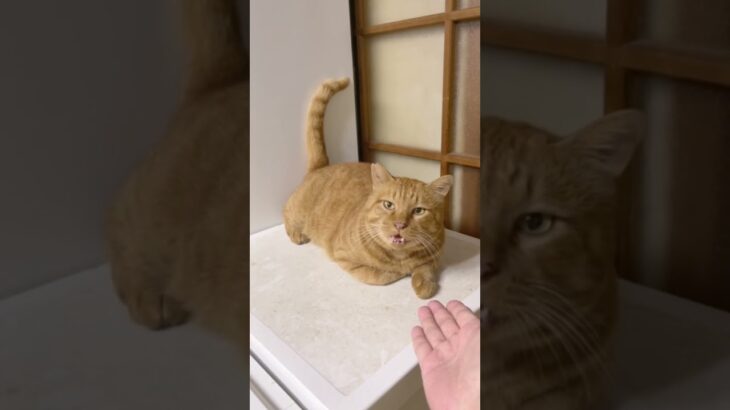 茶トラ猫が手相を見て『いいね』！こんな猫初めて！