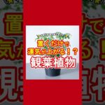 置くだけで運気が上がる！？観葉植物５選！#風水 #運気 #運気上昇 #金運 #金運アップ #観葉植物