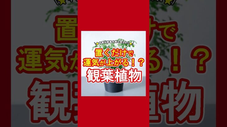 置くだけで運気が上がる！？観葉植物５選！#風水 #運気 #運気上昇 #金運 #金運アップ #観葉植物