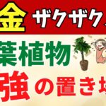 金運最強の観葉植物の置き場所はココ【風水アドバイザーが解説】