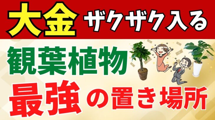 金運最強の観葉植物の置き場所はココ【風水アドバイザーが解説】