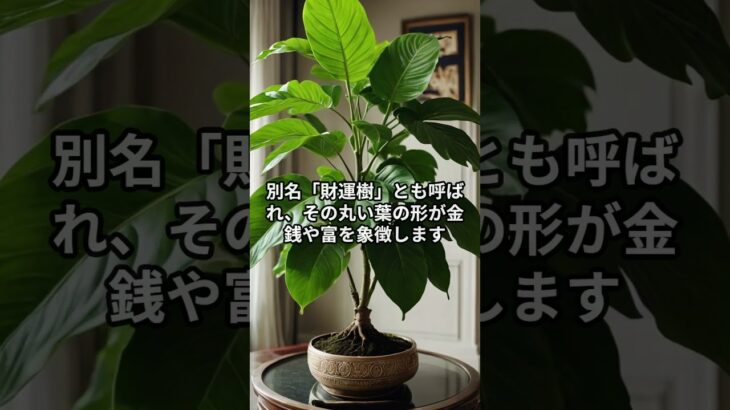 金運が3倍に!? 風水で選ぶ観葉植物 #short #shorts