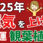 【観葉植物風水】2025年に運気が上がる人と下がる人の決定的な違い！