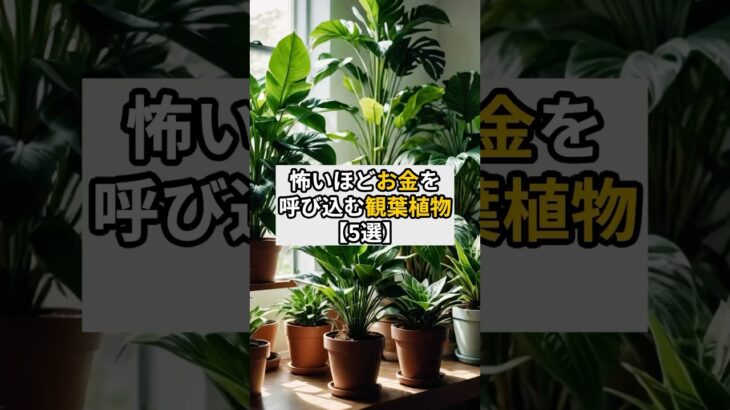 怖いほどお金を呼び込む観葉植物【5選】