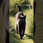 宿曜占い 猫占い房宿は疑い深すぎるリアリスト猫#shorts