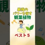 最強のパワーを宿す観葉植物はコレ【風水アドバイザーがご紹介】#shorts