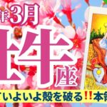 【牡牛座3月】殻を破ってとうとう昇り詰めるあなたに吹く追い風🤩✨🔮🧚タロット&オラクル《週ごと》