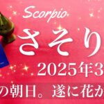 【さそり座】2025年3月♏️ 解放！新たな希望が見えてくる！破壊と再生、柵の外の世界、努力が花開いて行くタイミング