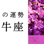 【牡牛座🫧2月の運勢】神からのメッセージ🕊️超重要な時期だからこそ伝えたいこと✨2025年タロット占い