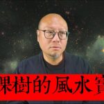 一棵樹的風水寶地 | 駱法丹風水工作室 第181集