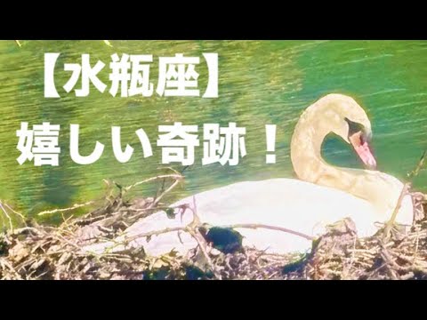 水瓶座♒️ 素敵な奇跡🩷🍀💐